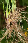 Pretty sedge